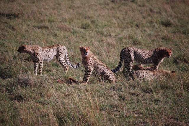 7 guepardos, 2 rinos con mal genio y un leopardo - Regreso al Mara - Kenia (11)